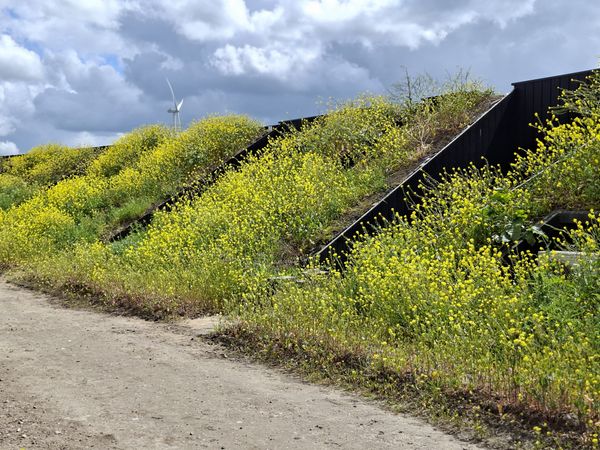 Een terrein met koolzaad, lichtgele bloemen, die groeien op de helling van een Eemgoed longhouse, met op de achtergrond een windturbine onder een bewolkte lucht.
