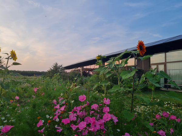 Een tuin met kleurrijke bloemen en zonnige planten, met een huis op de achtergrond tijdens een zonsondergang.