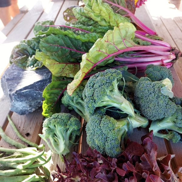 Een verzameling verse groenten, waaronder broccoli, snijbiet en sla, uitgestald op een houten tafel.