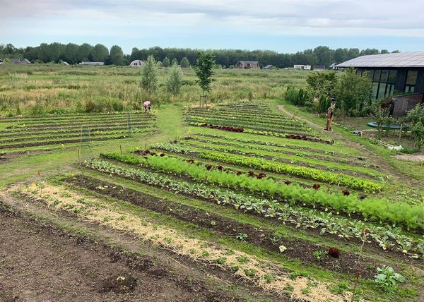 Een overzicht van een moestuin met gebogen rijen groenten en personen die aan het werk zijn. Op de achtergrond zijn huizen en bomen zichtbaar.
