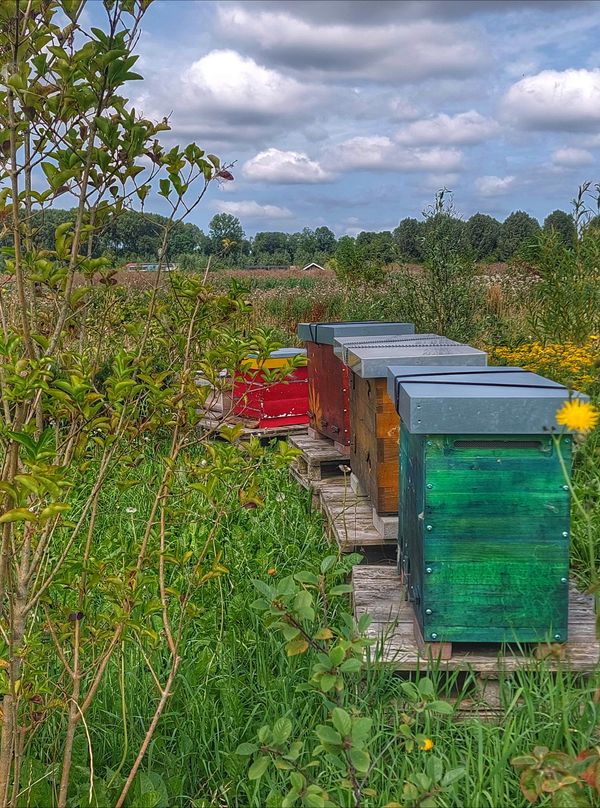 Een rij kleurrijke bijenkorven in een groene omgeving, met op de achtergrond een veld en een blauwe lucht vol wolken.