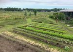 Een overzicht van een moestuin met gebogen rijen groenten en personen die aan het werk zijn. Op de achtergrond zijn huizen en bomen zichtbaar.