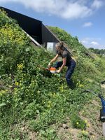 Een vrouw aan het werk met een elektrische heggenschaar op een talud van één van de woningen. Het talud staat vol gele bloemen. De achtergrond toont de moderne zwarte gevel van de Eemgoed woning.