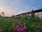 Een tuin met kleurrijke bloemen en zonnige planten, met een huis op de achtergrond tijdens een zonsondergang.
